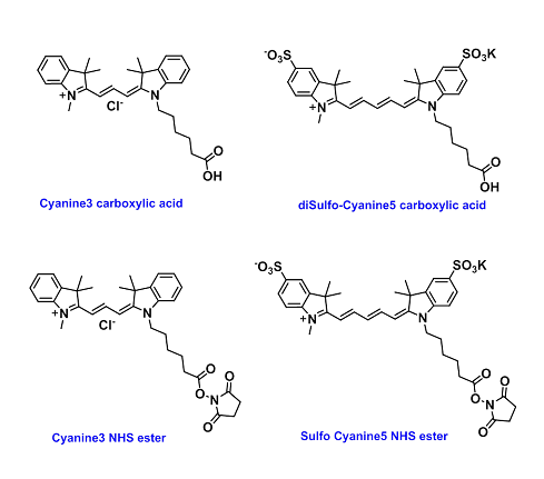 Reactive Cyanine Dyes
